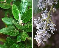 Ceanothus arboreus