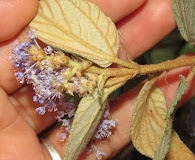 Ceanothus caeruleus