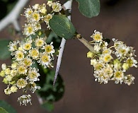 Ceanothus cordulatus