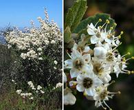 Ceanothus crassifolius