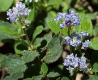 Ceanothus diversifolius