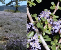 Ceanothus fresnensis