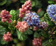 Ceanothus impressus