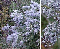 Ceanothus integerrimus