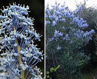 Ceanothus leucodermis