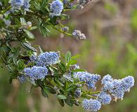 Ceanothus parvifolius