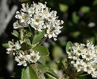 Ceanothus perplexans