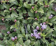 Ceanothus prostratus