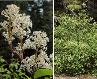 Ceanothus sanguineus