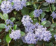 Ceanothus thyrsiflorus