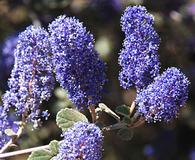 Ceanothus tomentosus