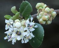 Ceanothus verrucosus