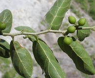 Celtis iguanaea