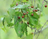 Celtis laevigata