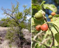 Celtis reticulata