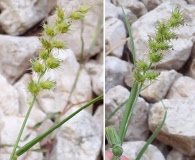 Cenchrus spinifex