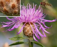 Centaurea X moncktonii