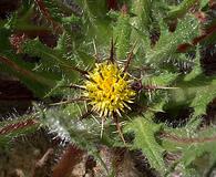 Centaurea benedicta