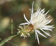 Centaurea diffusa