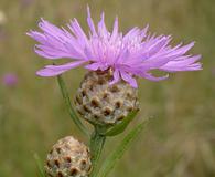 Centaurea jacea