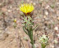 Centaurea melitensis