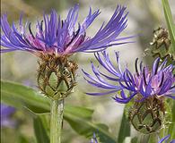 Centaurea montana