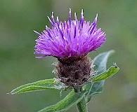 Centaurea nigra