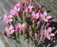 Centaurium erythraea