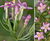 Centaurium tenuiflorum