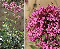 Centranthus ruber