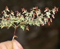 Centrostegia thurberi