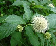 Cephalanthus occidentalis