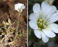 Cerastium arvense