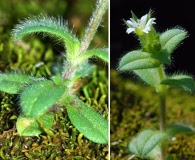 Cerastium brachypetalum