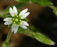 Cerastium nutans