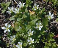 Cerastium pumilum