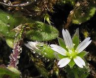 Cerastium semidecandrum