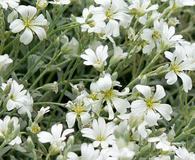 Cerastium tomentosum