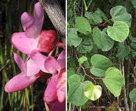 Cercis occidentalis