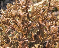 Cetraria laevigata