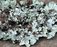 Cetrelia cetrarioides