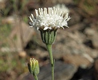 Chaenactis carphoclinia