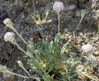 Chaenactis evermannii