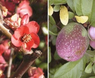 Chaenomeles speciosa