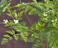 Chaerophyllum tainturieri