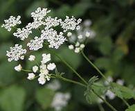 Chaerophyllum temulum