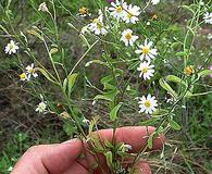 Chaetopappa asteroides