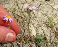 Chaetopappa bellioides