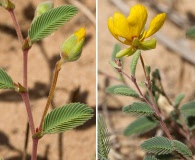 Chamaecrista flexuosa