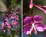 Chamaenerion angustifolium